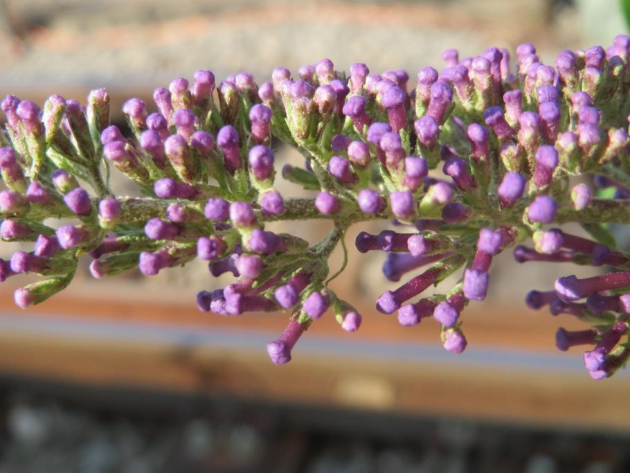 Buddleja davidii
