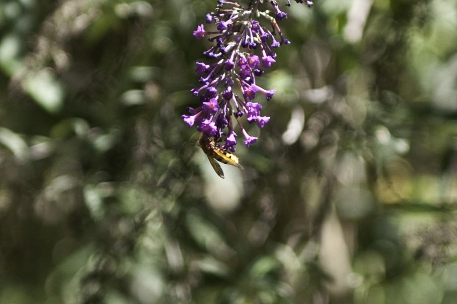 Buddleja davidii