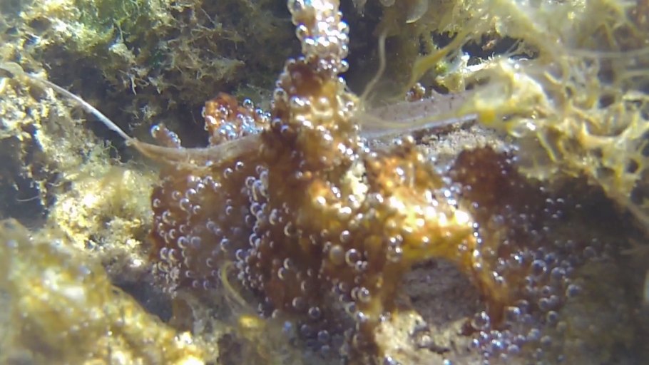 Морские аквариумы