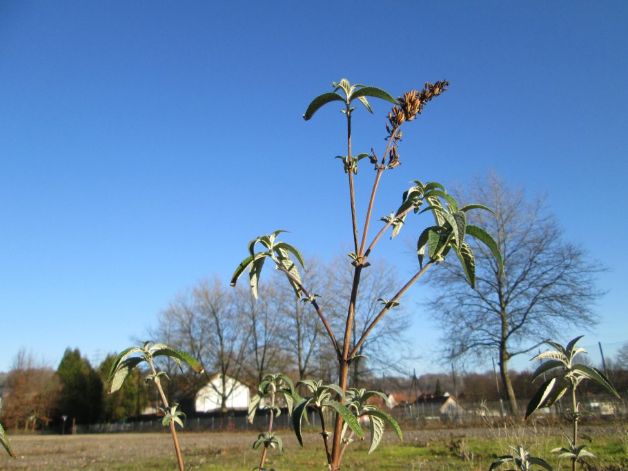 Давид д Анже бюст Гюго