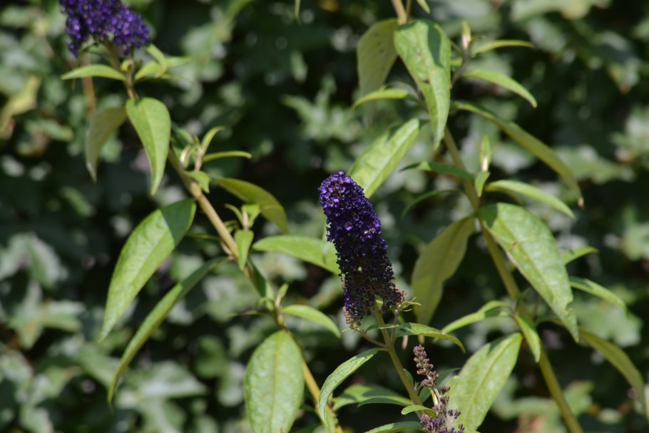 Бриопсис строение