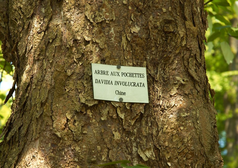 Davidia involucrata