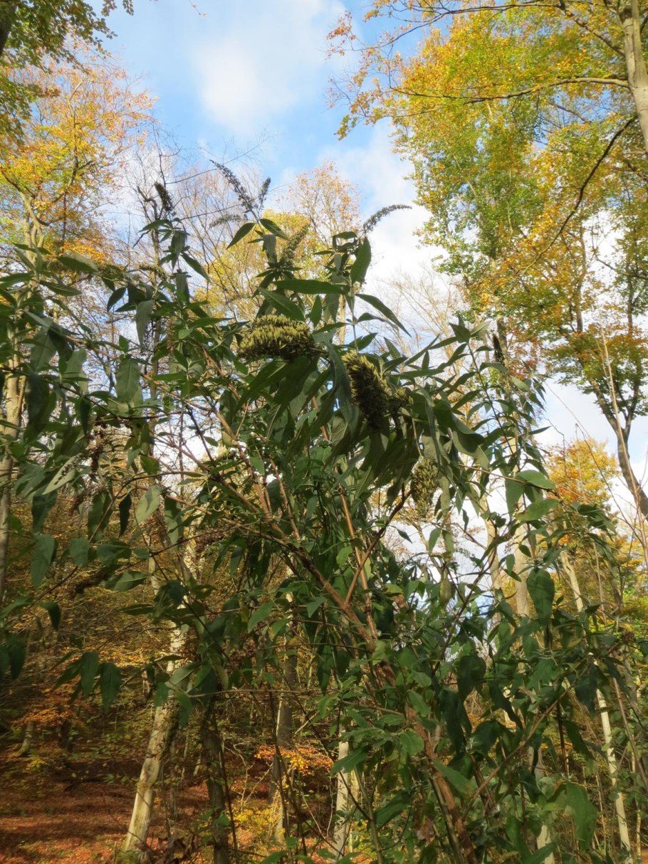 Acer davidii 'serpentine'