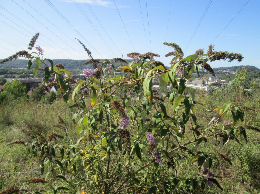 Динофлагелляты Ostreopsis