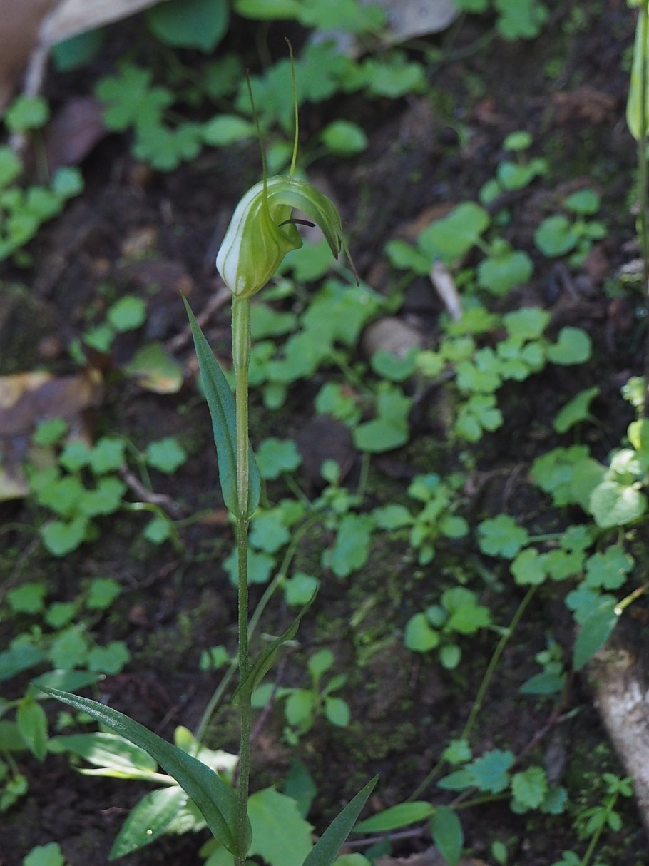 Pterostylis revoluta