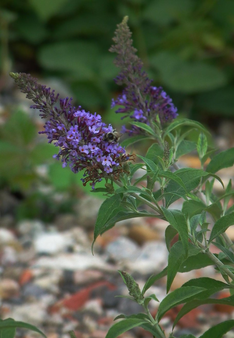 Буддлея давида buddleja davidii