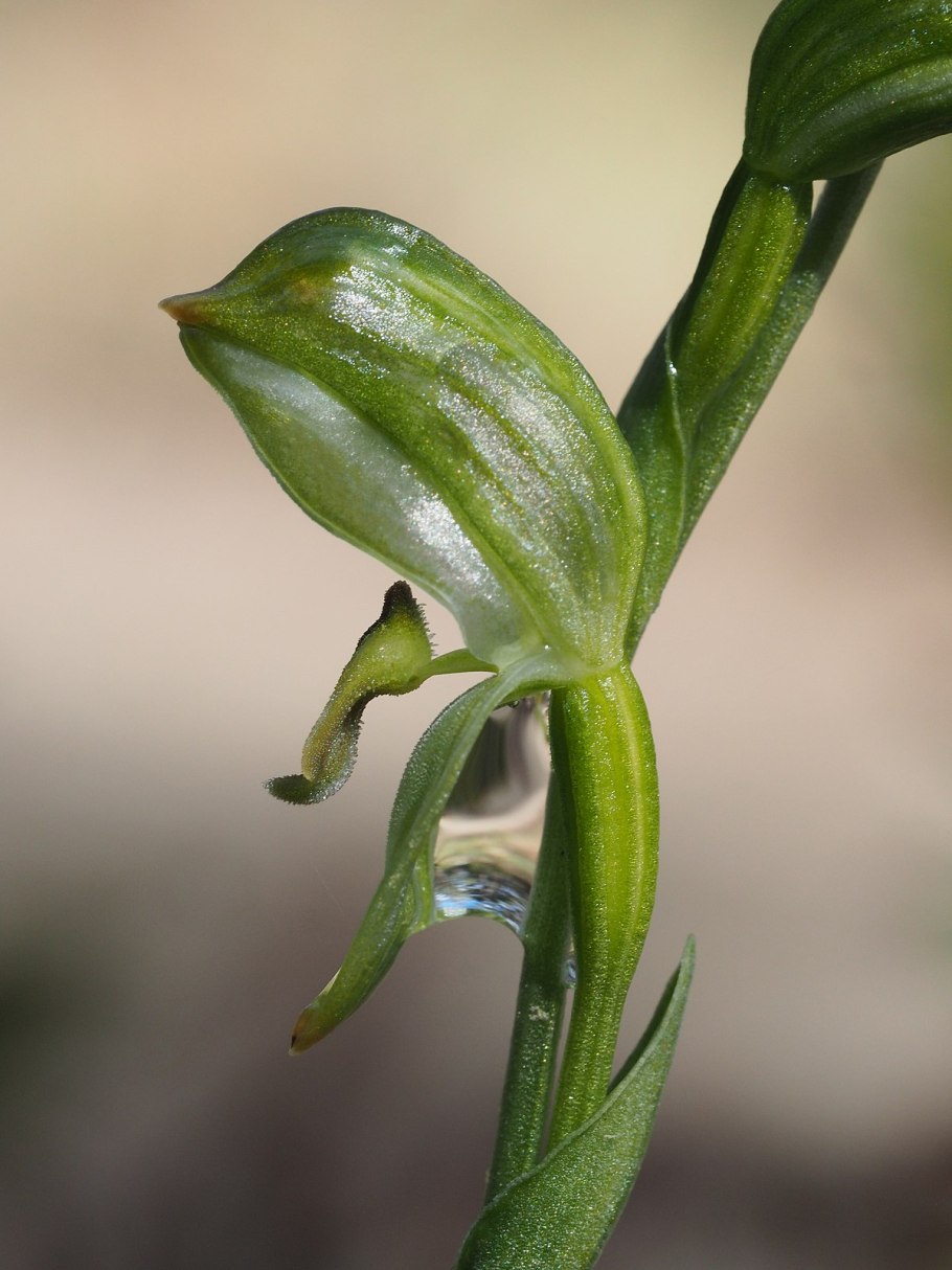 Pterostylis smaragdyna