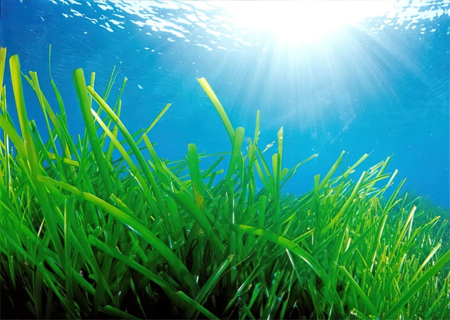 Posidonia oceanica