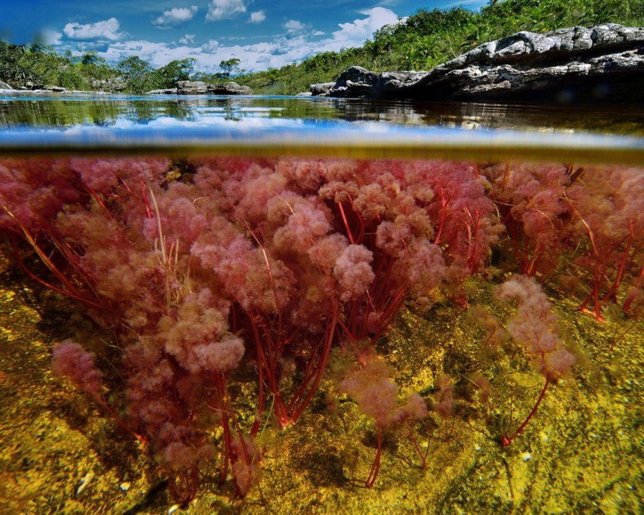 Водоросли macarenia clavigera