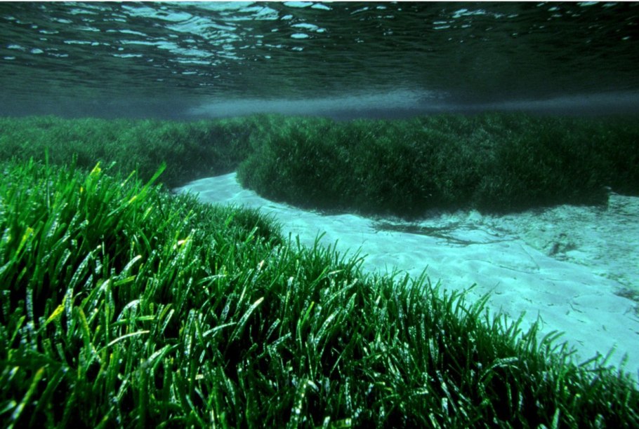 Водоросль posidonia