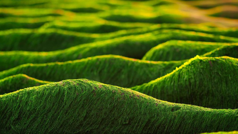 Arthrospira водоросли