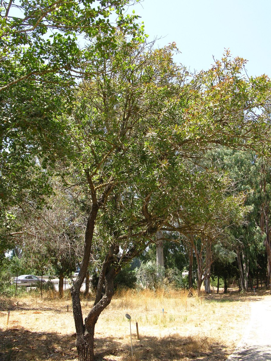 Груша Исетская