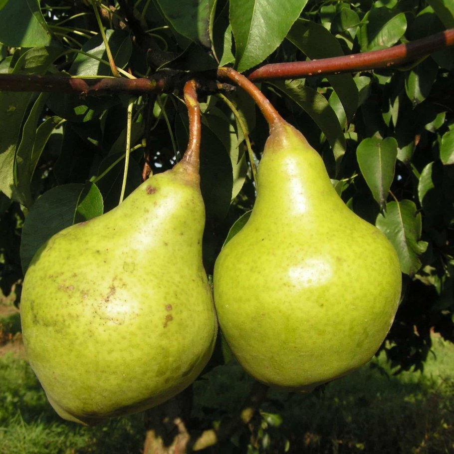 Груша скороспелка из Мичуринска