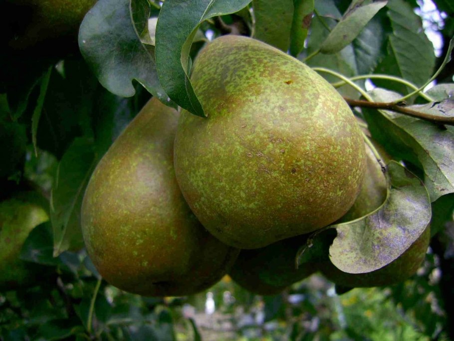 Груша колоновидная богатырь