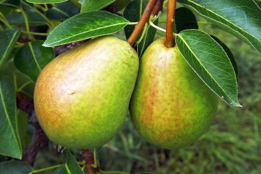 Груша богатая