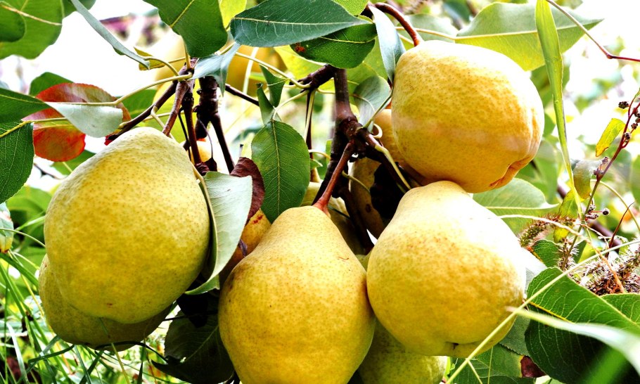 Груша пасс Крассан