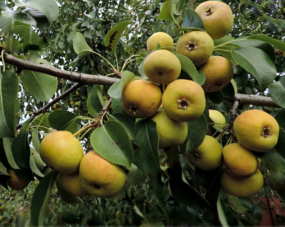 Колоновидная груша просто Мария