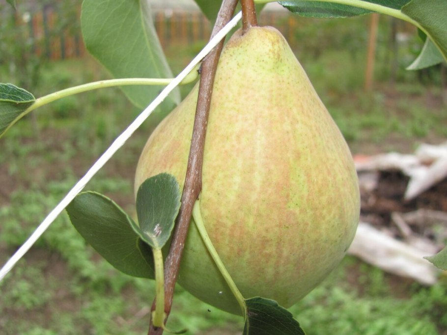Груша Армут