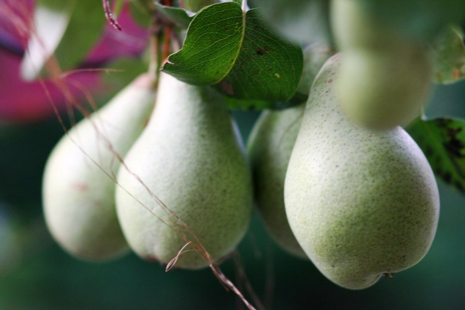 Груша Кудесница