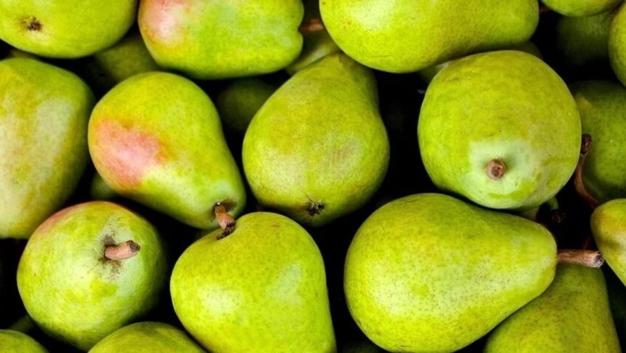 Груша сорт Гранд чемпион