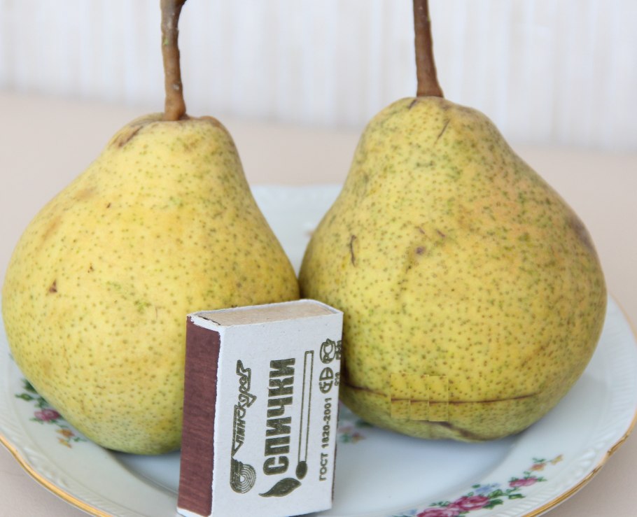 Груша сорт