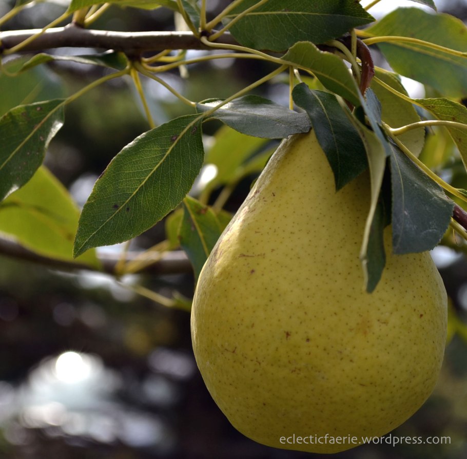 Груша Прибалтийская маслянистая
