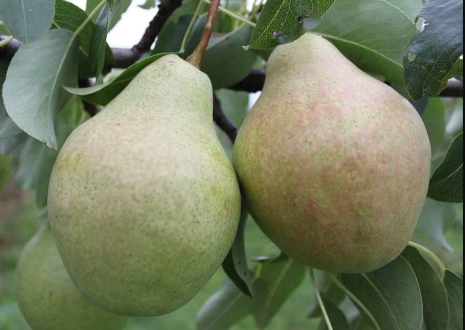 Vega Pear