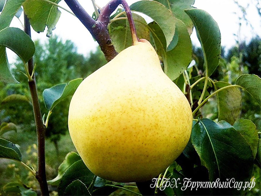 Груша сорт Жегалова