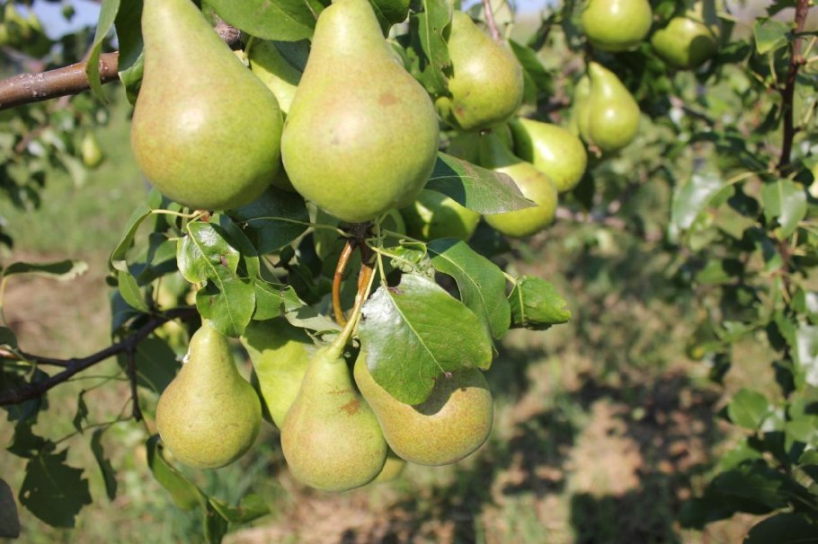 Груша сорт осенняя Яковлева
