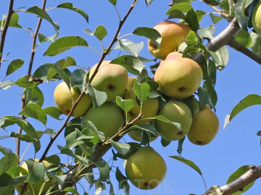 Сорт груши академическая