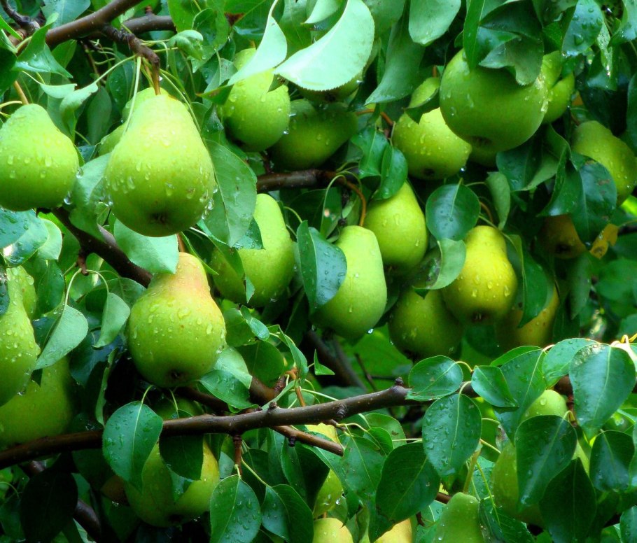 Сорт груши просто Мария