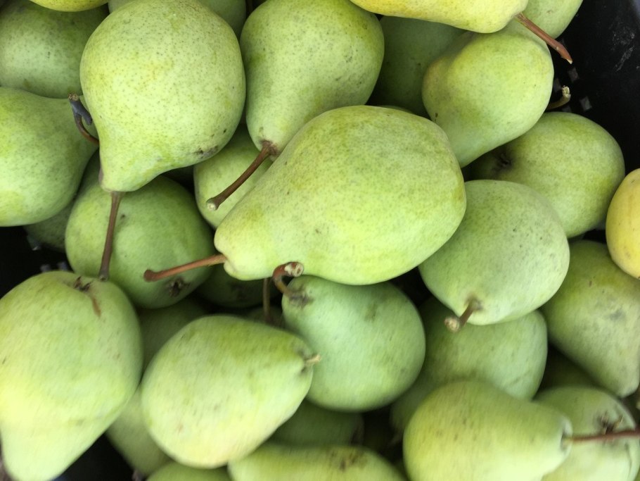 Груша коричневая