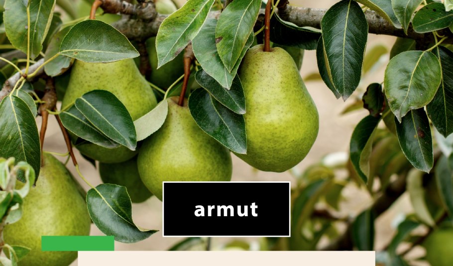 Сорт груши ноябрьская