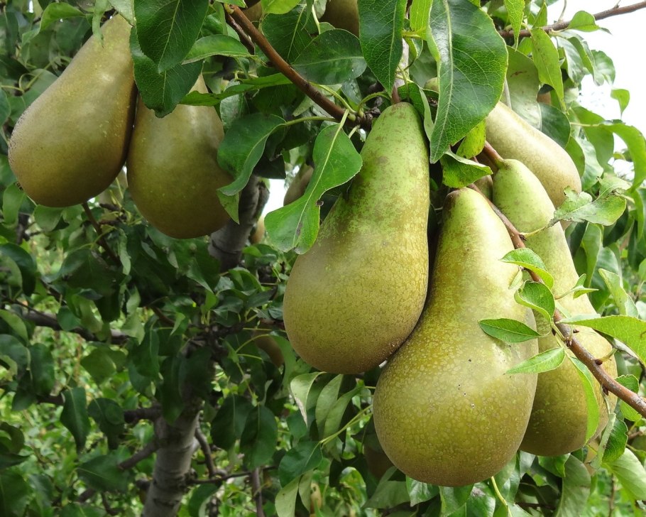 Груша колоновидная память Яковлева