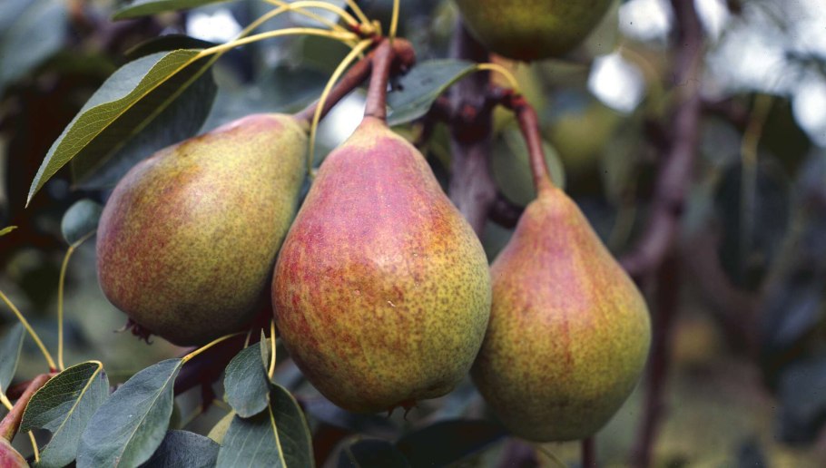 Груша Фуджи