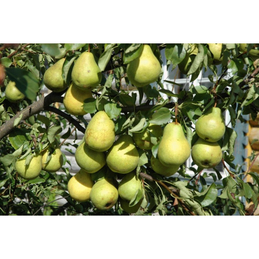 Груша бере Мария