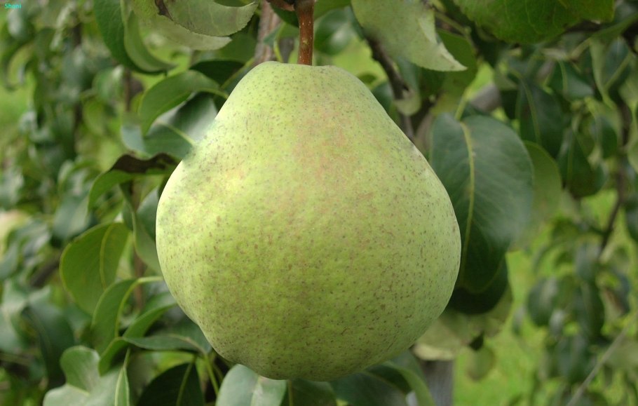 Груша память жегалова