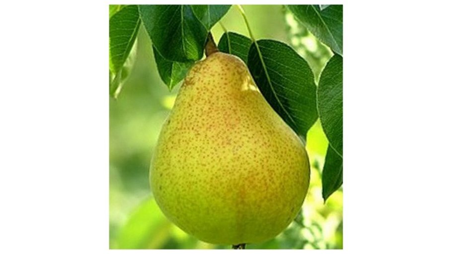 Груша бере Арданпон