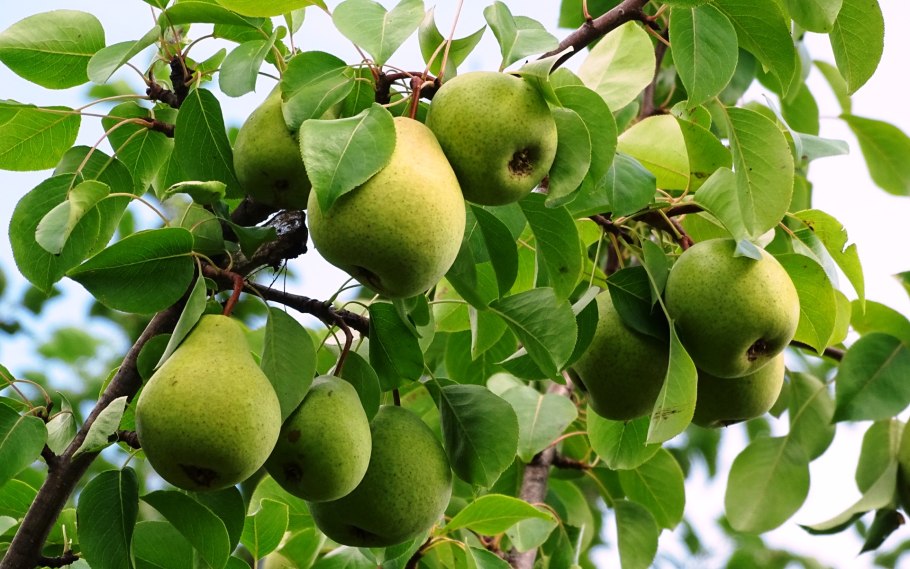 88 Груша просто Мария