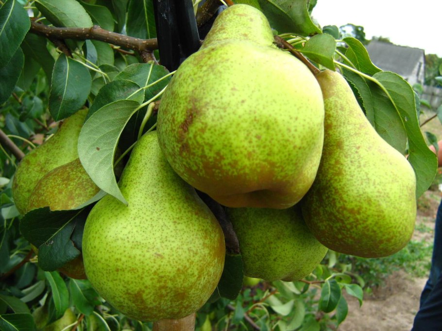 Груша Тютчевская