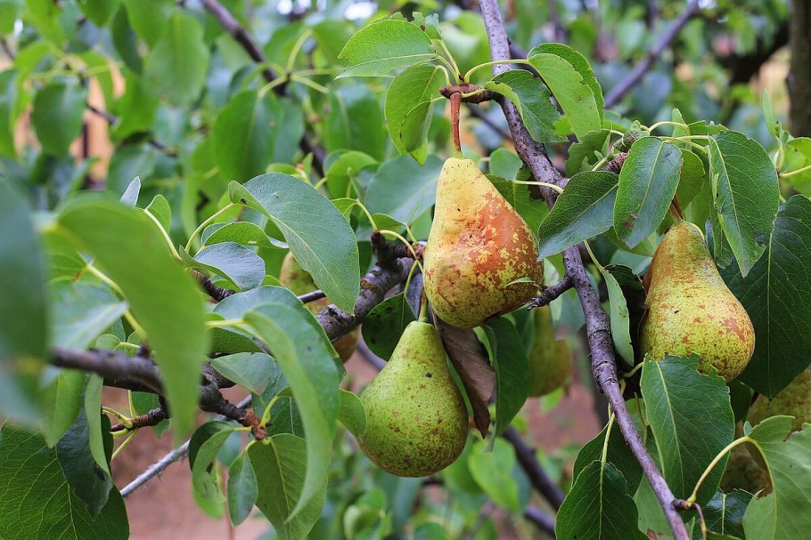 Саженцы груша просто Мария