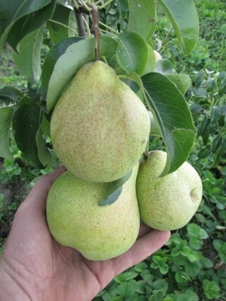 Груша Академическая