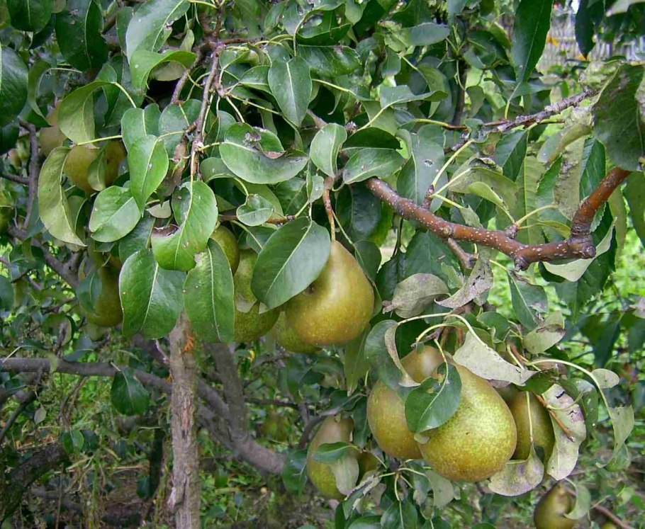 Груша бере Гарди (4 года)