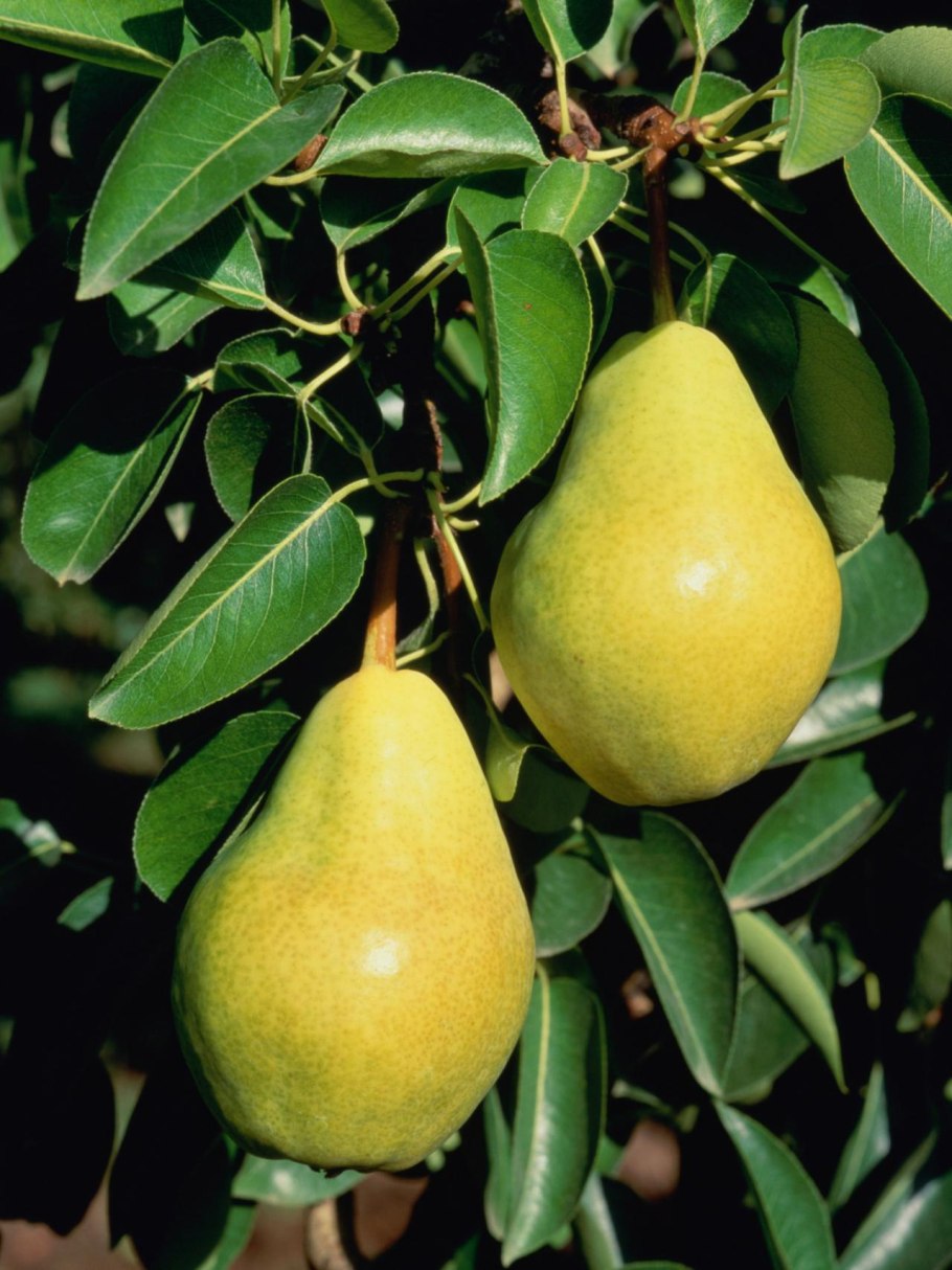 Груша Жозефина Мехельнская