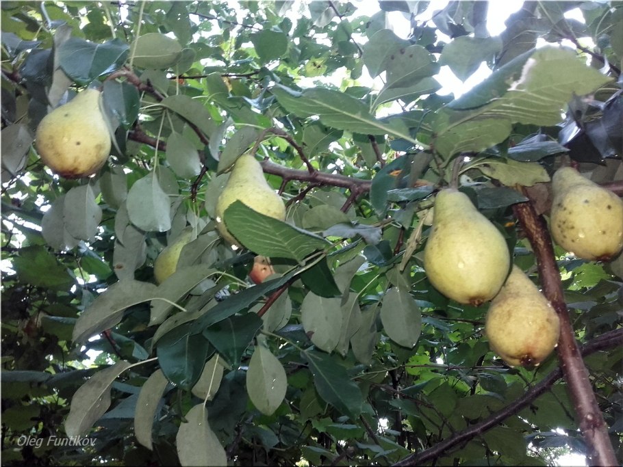 Груша саженец