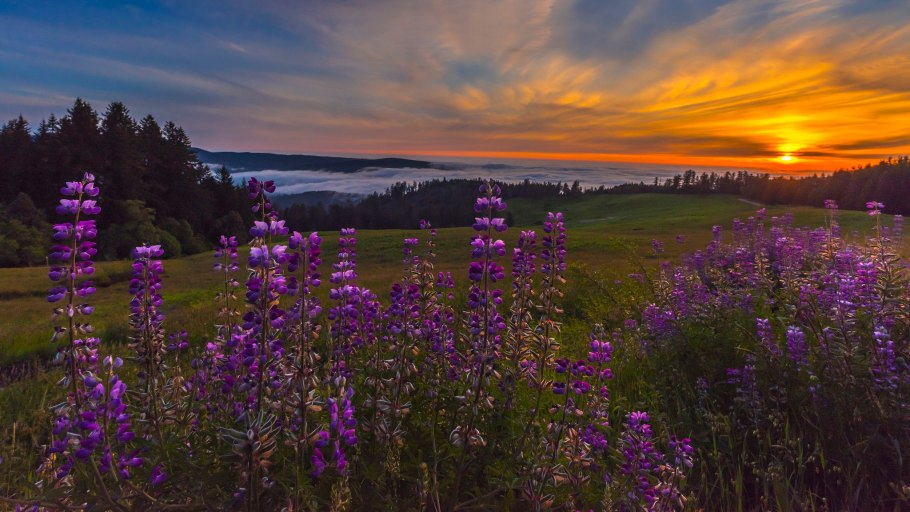 Полевой цветок Медовник сиреневый