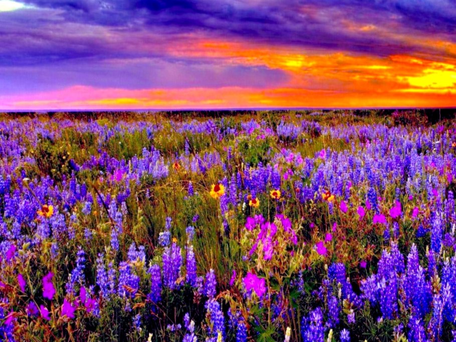 Цветочное поле