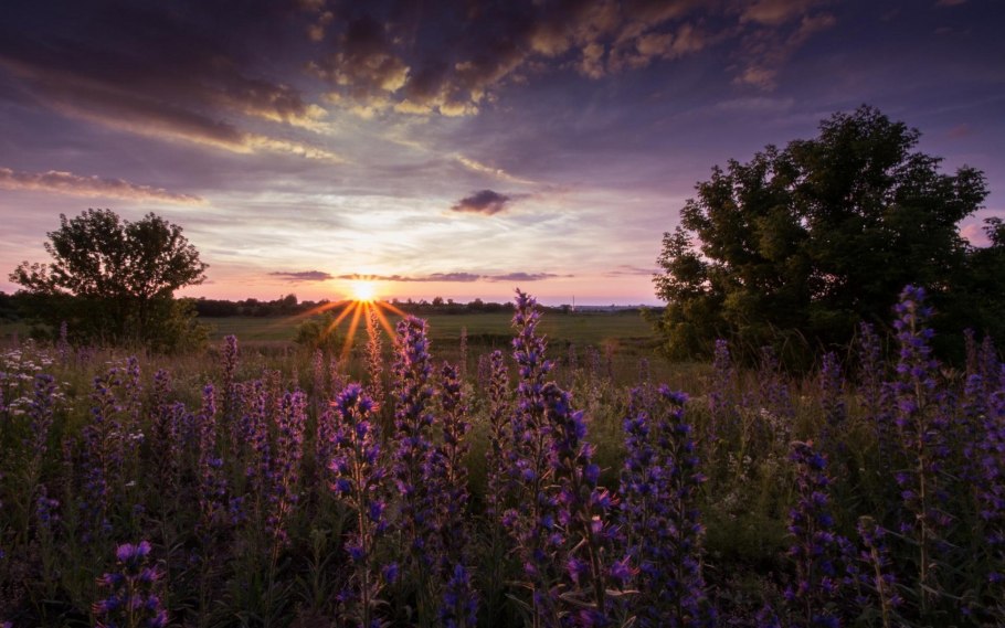 Лавандовое поле. Прованс