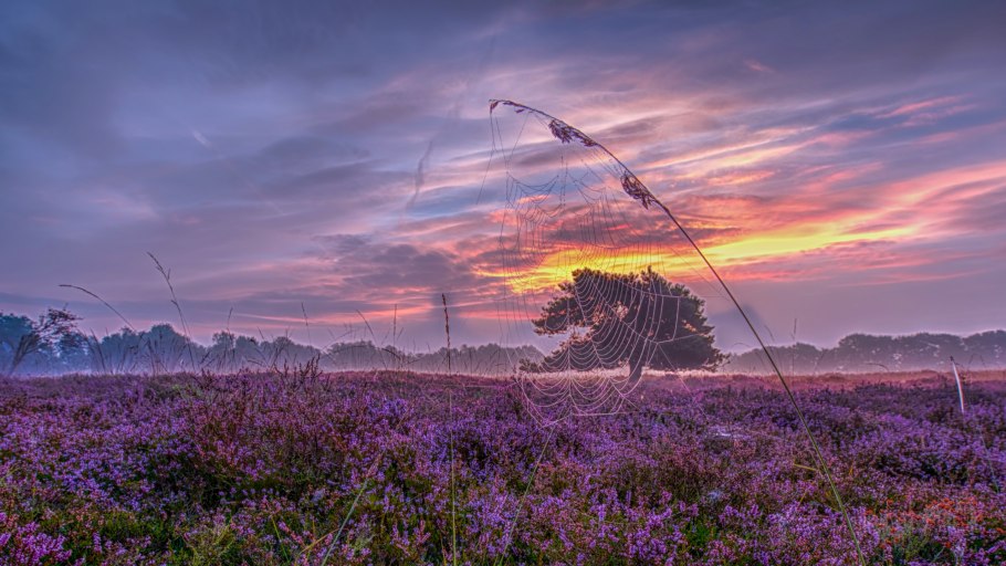 Лавандовое поле Ставропольский край