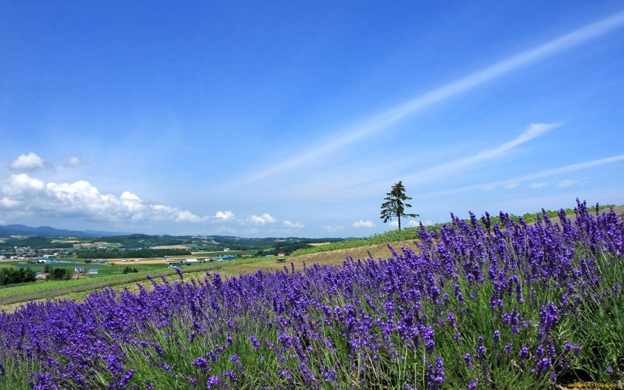Лаванда медонос